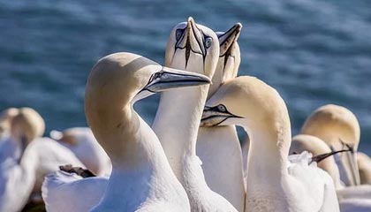 磁力链接MDM分发