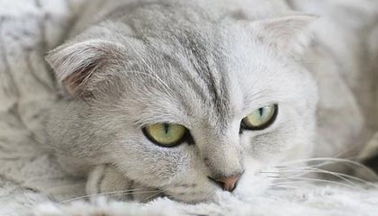 ntr心理治疗实录PC版官网